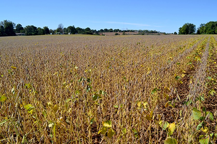 LAND AUCTION - 622.9+/- ACRES OFFERED IN 9 TRACTS IN JASPER COUNTY, INDIANA