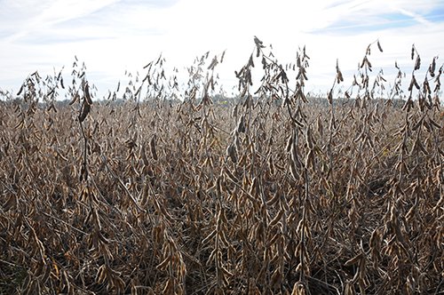 Property photo 13 - LAND AUCTION - 307.75+/- ACRES OFFERED IN 5 TRACTS IN PULASKI COUNTY, INDIANA