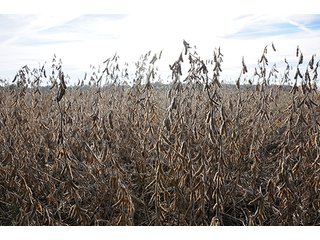 Property photo 13 - LAND AUCTION - 307.75+/- ACRES OFFERED IN 5 TRACTS IN PULASKI COUNTY, INDIANA
