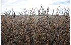 Property photo 13 - LAND AUCTION - 307.75+/- ACRES OFFERED IN 5 TRACTS IN PULASKI COUNTY, INDIANA