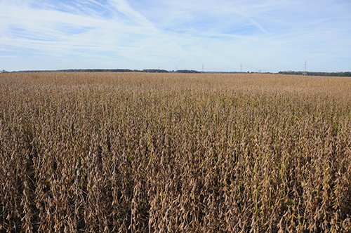 Property photo 15 - LAND AUCTION - 307.75+/- ACRES OFFERED IN 5 TRACTS IN PULASKI COUNTY, INDIANA