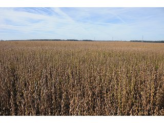 Property photo 15 - LAND AUCTION - 307.75+/- ACRES OFFERED IN 5 TRACTS IN PULASKI COUNTY, INDIANA