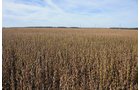 Property photo 15 - LAND AUCTION - 307.75+/- ACRES OFFERED IN 5 TRACTS IN PULASKI COUNTY, INDIANA