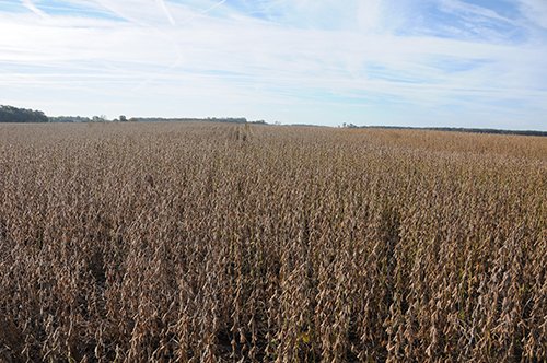 Property photo 21 - LAND AUCTION - 307.75+/- ACRES OFFERED IN 5 TRACTS IN PULASKI COUNTY, INDIANA
