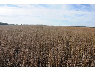 Property photo 21 - LAND AUCTION - 307.75+/- ACRES OFFERED IN 5 TRACTS IN PULASKI COUNTY, INDIANA