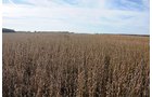 Property photo 21 - LAND AUCTION - 307.75+/- ACRES OFFERED IN 5 TRACTS IN PULASKI COUNTY, INDIANA