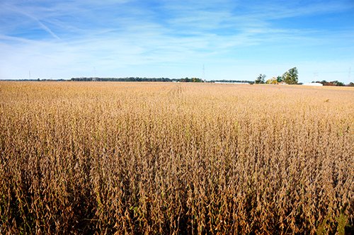 Property photo 3 - LAND AUCTION - 307.75+/- ACRES OFFERED IN 5 TRACTS IN PULASKI COUNTY, INDIANA