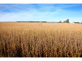 Property photo 3 - LAND AUCTION - 307.75+/- ACRES OFFERED IN 5 TRACTS IN PULASKI COUNTY, INDIANA
