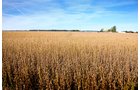 Property photo 3 - LAND AUCTION - 307.75+/- ACRES OFFERED IN 5 TRACTS IN PULASKI COUNTY, INDIANA