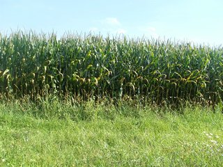 Property photo 32 - HIGH QUALITY CROPLAND AUCTION - 671+/- ACRES - FOUR FARMS - 8 TRACTS IN UNION COUNTY, INDIANA