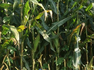 Property photo 34 - HIGH QUALITY CROPLAND AUCTION - 671+/- ACRES - FOUR FARMS - 8 TRACTS IN UNION COUNTY, INDIANA