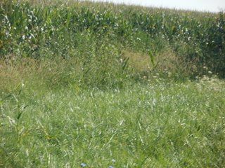 Property photo 35 - HIGH QUALITY CROPLAND AUCTION - 671+/- ACRES - FOUR FARMS - 8 TRACTS IN UNION COUNTY, INDIANA