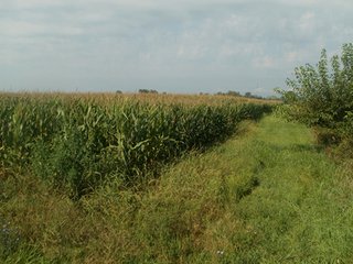 Property photo 26 - HIGH QUALITY CROPLAND AUCTION - 671+/- ACRES - FOUR FARMS - 8 TRACTS IN UNION COUNTY, INDIANA