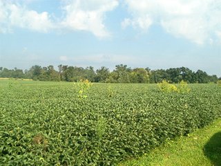 Property photo 33 - HIGH QUALITY CROPLAND AUCTION - 671+/- ACRES - FOUR FARMS - 8 TRACTS IN UNION COUNTY, INDIANA