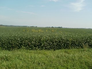 Property photo 27 - HIGH QUALITY CROPLAND AUCTION - 671+/- ACRES - FOUR FARMS - 8 TRACTS IN UNION COUNTY, INDIANA