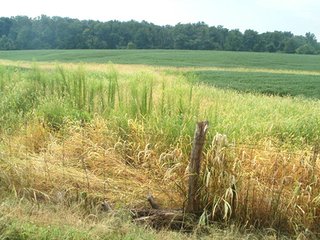 Property photo 29 - HIGH QUALITY CROPLAND AUCTION - 671+/- ACRES - FOUR FARMS - 8 TRACTS IN UNION COUNTY, INDIANA