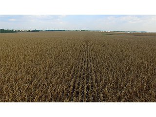 Property photo 19 - HIGH QUALITY CROPLAND AUCTION - 671+/- ACRES - FOUR FARMS - 8 TRACTS IN UNION COUNTY, INDIANA