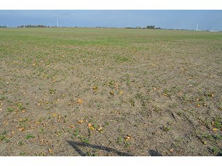 Property photo 43 - LAND AUCTION - 215+/- ACRES OFFERED IN 7 TRACTS IN EAST ALLEN COUNTY, INDIANA