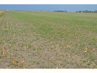 Property photo 34 - LAND AUCTION - 215+/- ACRES OFFERED IN 7 TRACTS IN EAST ALLEN COUNTY, INDIANA