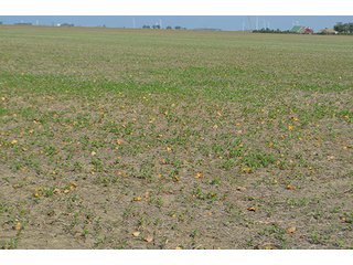 Property photo 35 - LAND AUCTION - 215+/- ACRES OFFERED IN 7 TRACTS IN EAST ALLEN COUNTY, INDIANA