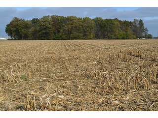 Property photo 11 - LAND AUCTION - 215+/- ACRES OFFERED IN 7 TRACTS IN EAST ALLEN COUNTY, INDIANA