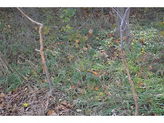 Property photo 27 - LAND AUCTION - 215+/- ACRES OFFERED IN 7 TRACTS IN EAST ALLEN COUNTY, INDIANA