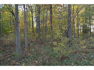 Property photo 10 - LAND AUCTION - 215+/- ACRES OFFERED IN 7 TRACTS IN EAST ALLEN COUNTY, INDIANA