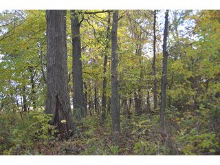 Property photo 26 - LAND AUCTION - 215+/- ACRES OFFERED IN 7 TRACTS IN EAST ALLEN COUNTY, INDIANA