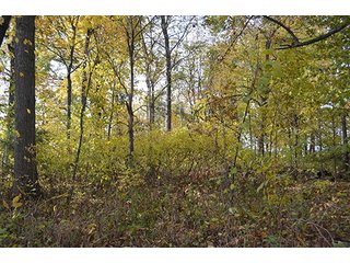 Property photo 6 - LAND AUCTION - 215+/- ACRES OFFERED IN 7 TRACTS IN EAST ALLEN COUNTY, INDIANA