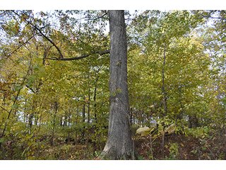 Property photo 30 - LAND AUCTION - 215+/- ACRES OFFERED IN 7 TRACTS IN EAST ALLEN COUNTY, INDIANA