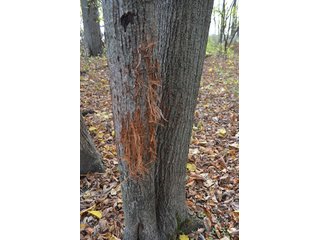 Property photo 7 - LAND AUCTION - 215+/- ACRES OFFERED IN 7 TRACTS IN EAST ALLEN COUNTY, INDIANA