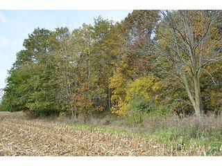 Property photo 9 - LAND AUCTION - 215+/- ACRES OFFERED IN 7 TRACTS IN EAST ALLEN COUNTY, INDIANA