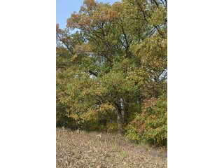 Property photo 22 - LAND AUCTION - 215+/- ACRES OFFERED IN 7 TRACTS IN EAST ALLEN COUNTY, INDIANA