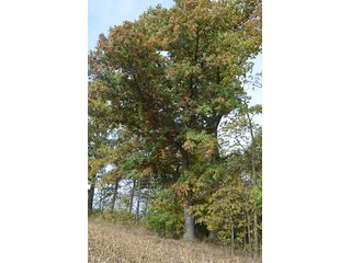 Property photo 18 - LAND AUCTION - 215+/- ACRES OFFERED IN 7 TRACTS IN EAST ALLEN COUNTY, INDIANA