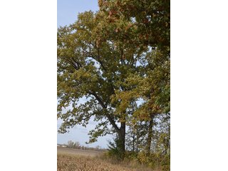Property photo 28 - LAND AUCTION - 215+/- ACRES OFFERED IN 7 TRACTS IN EAST ALLEN COUNTY, INDIANA