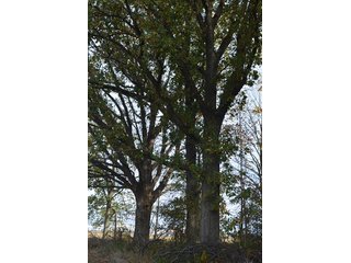 Property photo 8 - LAND AUCTION - 215+/- ACRES OFFERED IN 7 TRACTS IN EAST ALLEN COUNTY, INDIANA