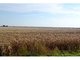 Property photo 10 - LAND AUCTION - 478+/- ACRES OFFERED IN 5 TRACTS IN SOUTHERN LAKE CO., IN