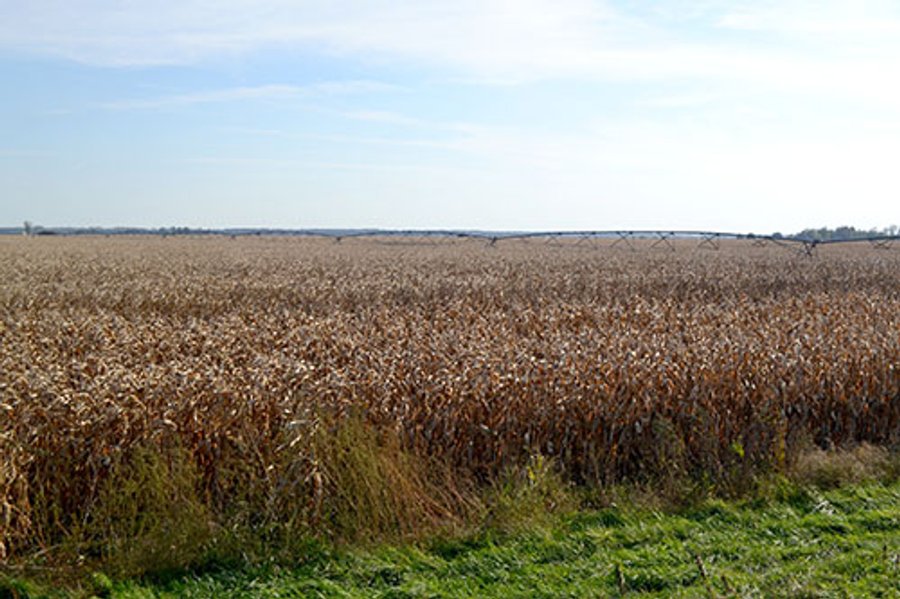 LAND AUCTION - 478+/- ACRES OFFERED IN 5 TRACTS IN SOUTHERN LAKE CO., IN