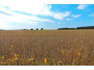 Property photo 11 - LAND AUCTION - 478+/- ACRES OFFERED IN 5 TRACTS IN SOUTHERN LAKE CO., IN