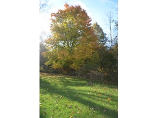 Property photo 11 - REAL ESTATE AUCTION - 30+/- ACRES IN 4 TRACTS IN EAST ALLEN COUNTY, INDIANA