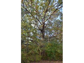 Property photo 13 - REAL ESTATE AUCTION - 30+/- ACRES IN 4 TRACTS IN EAST ALLEN COUNTY, INDIANA