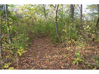 Property photo 9 - REAL ESTATE AUCTION - 30+/- ACRES IN 4 TRACTS IN EAST ALLEN COUNTY, INDIANA