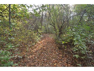 Property photo 12 - REAL ESTATE AUCTION - 30+/- ACRES IN 4 TRACTS IN EAST ALLEN COUNTY, INDIANA