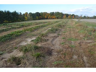 Property photo 7 - REAL ESTATE AUCTION - 30+/- ACRES IN 4 TRACTS IN EAST ALLEN COUNTY, INDIANA
