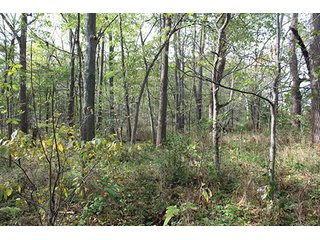 Property photo 4 - REAL ESTATE AUCTION - 125+/- ACRES OFFERED IN 2 TRACTS IN KOSCIUSKO COUNTY, INDIANA