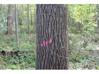 Property photo 3 - REAL ESTATE AUCTION - 125+/- ACRES OFFERED IN 2 TRACTS IN KOSCIUSKO COUNTY, INDIANA