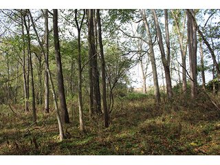 Property photo 5 - REAL ESTATE AUCTION - 125+/- ACRES OFFERED IN 2 TRACTS IN KOSCIUSKO COUNTY, INDIANA