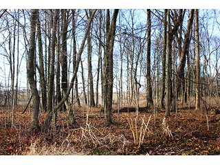 5 Acres includes 2 acres wooded, with bank barn and storage building. Excellent building site near Warsaw.  Great for children and/or animals.

Warsaw Madison Schools. - Building Site/Land with Woods