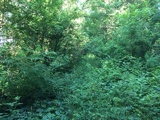 87.34 Acres adjacent to 7,280 acre Kingsbury Fish & Wildlife Area.  Abundant deer, wild turkey, quail, Prairie grasses.  Shelter belt and pond constructed by owners.

Fence along Grand Trunk Railroad boundary.

<b>High School:</b>  LaPorte High School
<b>Elec. Source:</b>  NIPSCO - Hunter & Trapper's Paradise