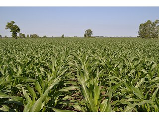 389.789+/- Acres with 364.98+/- acres tillable.  26.3 Acres in CRP.  $3,512 annual payment and contract expires 9/30/22. - 389.789+/- Acres Farmland